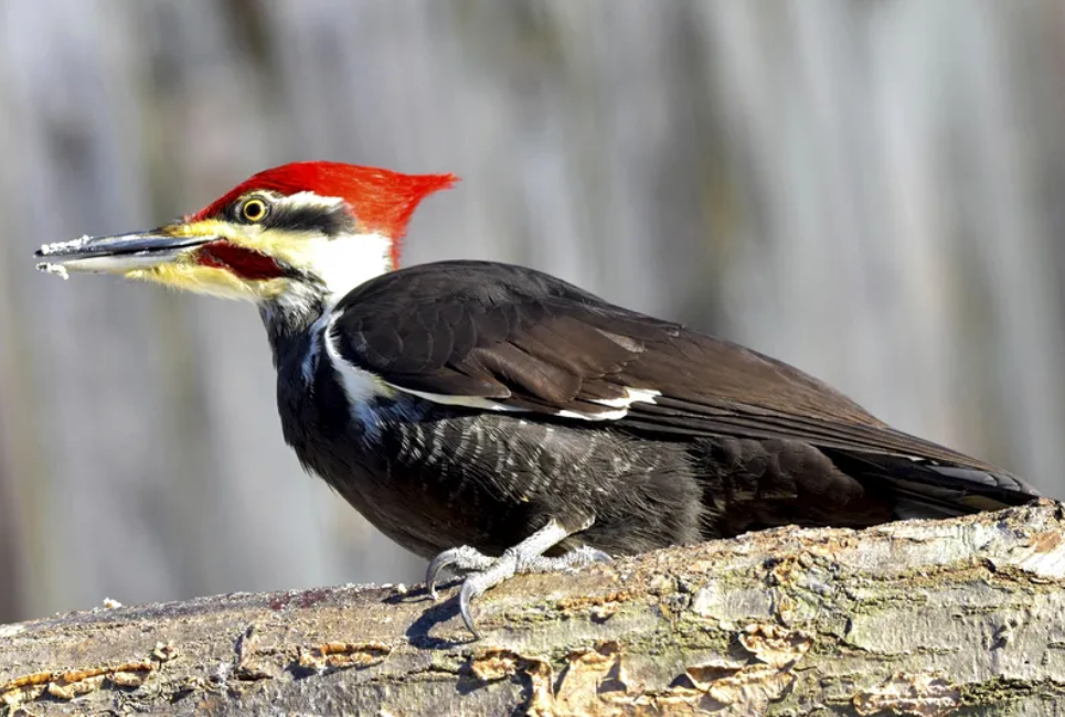 Interesting Facts About Pileated Woodpeckers You Didn’t Know